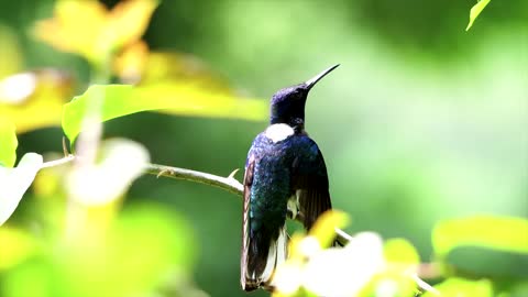 Humming Beautiful Birds