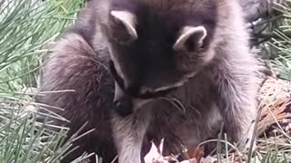 BABY Racoon sleeping on a Squirrel Nest