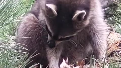 BABY Racoon sleeping on a Squirrel Nest