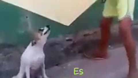 Dancing Dog Funny Video