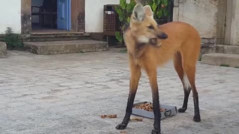 maned wolf feeds among humans in Brazil