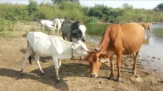 Cow and Buffalo Swimming at Lake - Cow and Buffalo Swimming Videos for Kids & Parents