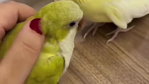 Cute tia bird trending video