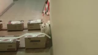 perfectly timed video of a cat ,like in cartoons