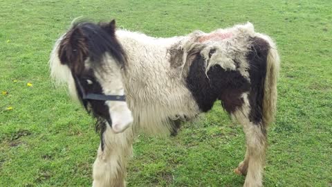 Pony Found Being Eaten Alive By Maggots Meets Lady Who Discovered Him