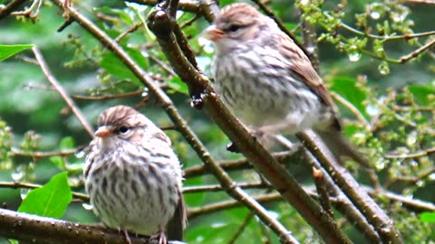 Chirping Sparrows Feeding