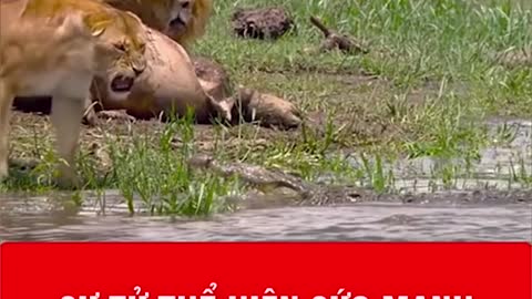 WILD ANIMALS HUNTING PREY COMPILATION RELAX FOR LIFE ​​​#13
