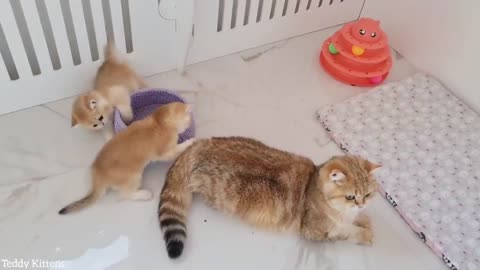 Ophelia the cat and her restless kittens