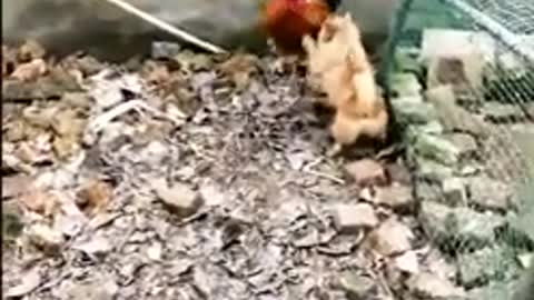 Funny chicken versus dog video