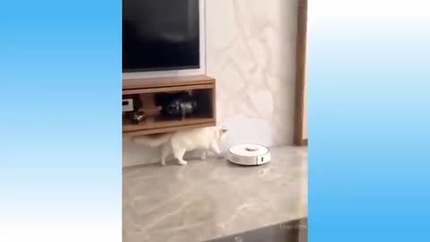 Funniest cats🐈 smart kitties playing around 😂