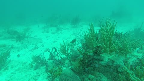 Sea Creatures Puerto Rico