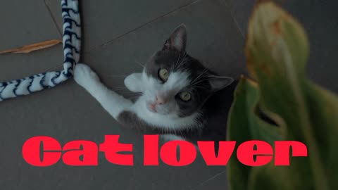 cat lover#Catlover#petanimals#funnycat#viralcat#trending#viralrumble #rumblevideo