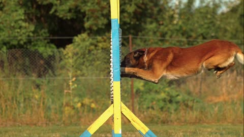 Dog Jumping from ring