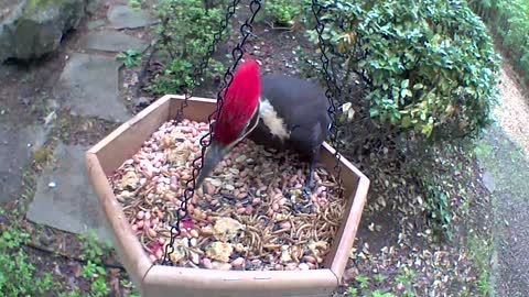 Pileated woodpecker swinging for his suet
