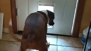 Doggy Door too Small for Visiting Doggo