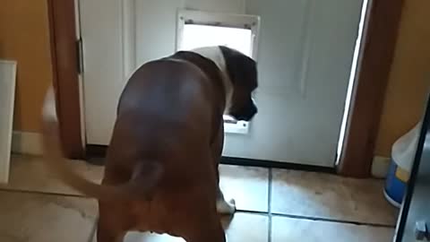 Doggy Door too Small for Visiting Doggo