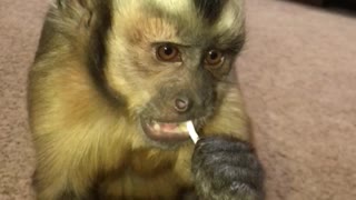 Monkey enjoys lollipop like a little kid