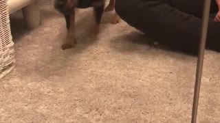 Dog freaking out at its own reflection