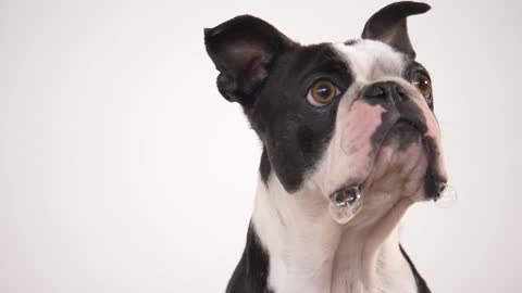 French bulldog eating a treating slow motion