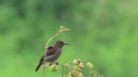 Crimson Sunbird female