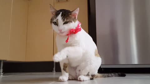 Cute Cat Enjoy this Funny Moment Beautiful Cat Happy moments video