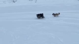 Dogs playing chase in fresh snow
