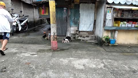CATS MAKING LOVE EARLY IN THE MORNING OF NEW YEAR WHILE A DOG WATCHING
