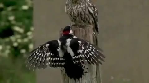 Intimidation, Little Owl vs Great Spotted Woodpecker