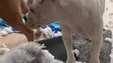 Dogs Happily Play with Fluff from Shredded Doggy Bed