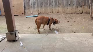Nasty pitbull eats dirt