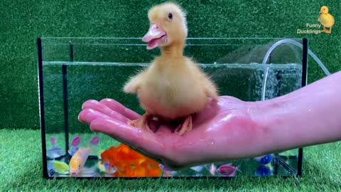 Baby duck ducking |gold fish|koi carp fish|-cute baby animals video