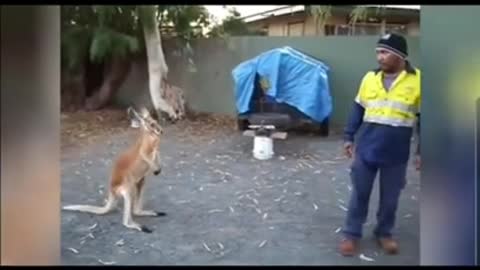 Kangaroo fights with human funny animal video animal prank