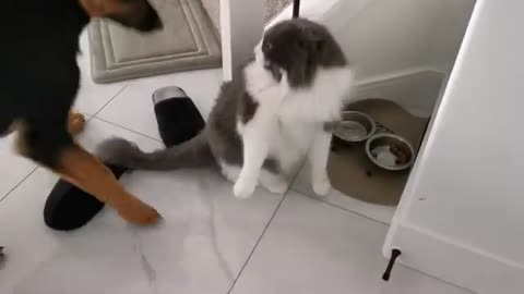 Cat saying no to German Shepherd puppy. Cat and dog interaction