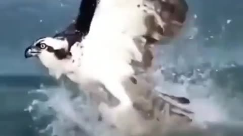 Eagle catch the fish
