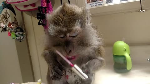 Diva monkey applies her own lipstick