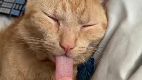 cat with out tongue
