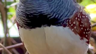 zebra finch male singing