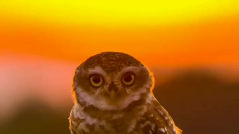 Cute owl, Beautiful Owl