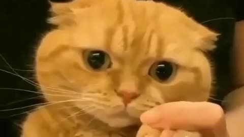 Cut Cat funny video