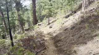 Ponderosa Pine Heaven – Black Butte Trail – Central Oregon – 4K