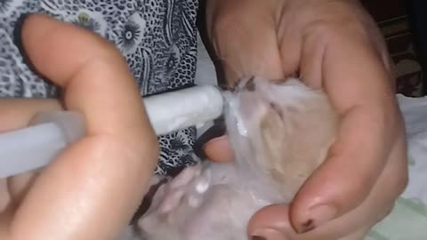 Watch this woman breastfeed beautiful kittens because their mother died and left them something sad