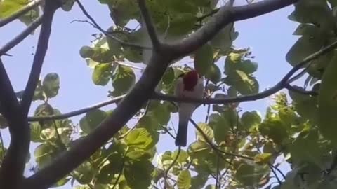 Cardinal bird came to visit my backyard!♾