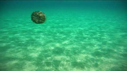 Swimming around jellyfish in Aegean sea