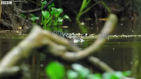 Proboscis_Monkeys_Leap_Into_Crocodile-Infested_River_To the Apex of Mountain