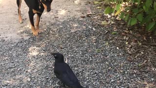 Poe the Crow Takes Doggy for a Walk