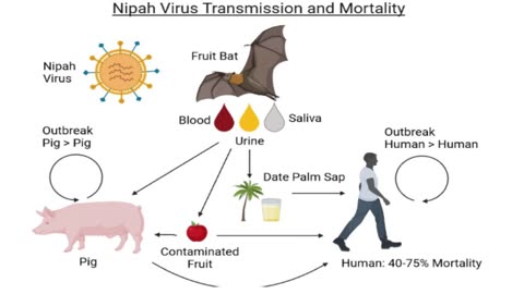 Will Disease "X" Be A Zoonotic Virus?, Nipah Virus Vaccine, Being Studied By US/UK Government