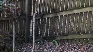 Guy in orange floral shirt runs at wooden fence and breaks it down