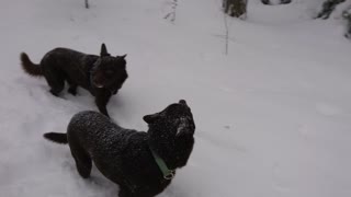 Dogs Pretend To Be Frozen In A Deep Snow