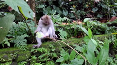 Cute Monkey Eating Food