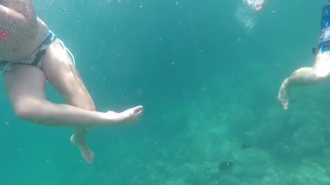 School of Angel fish swim past us while snorkeling in Puerto Vallarta pirate adventure.